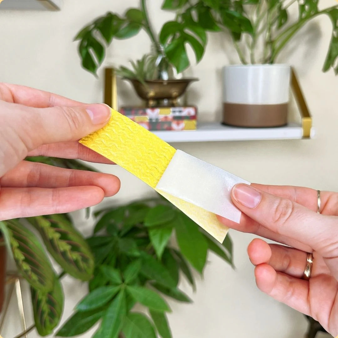We The Wild Plant Care - Compostable Gnat Traps
