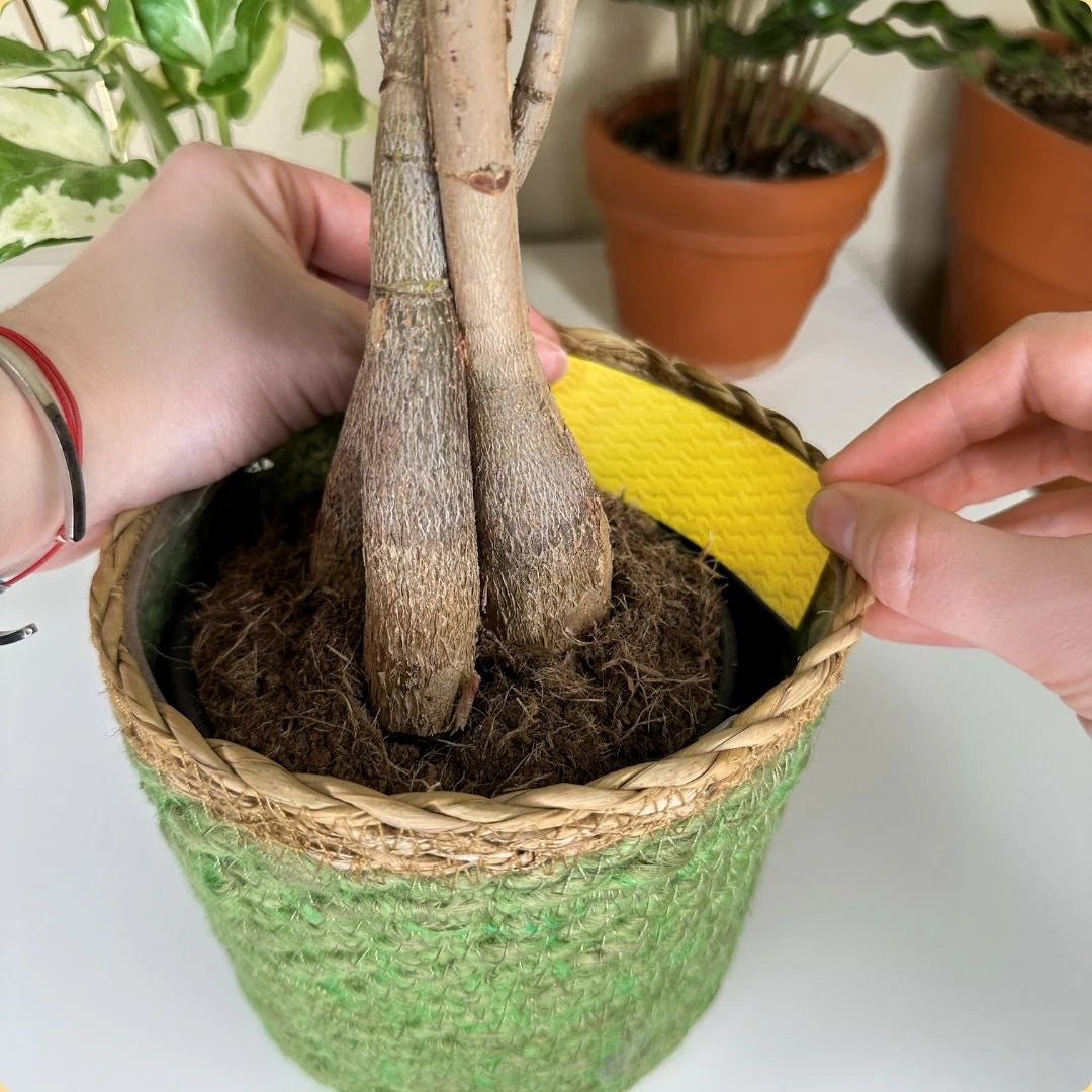 We The Wild Plant Care - Compostable Gnat Traps