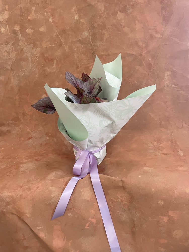 
                  
                    Gift Wrapped Begonia
                  
                