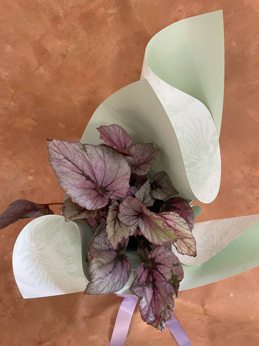 Gift Wrapped Begonia