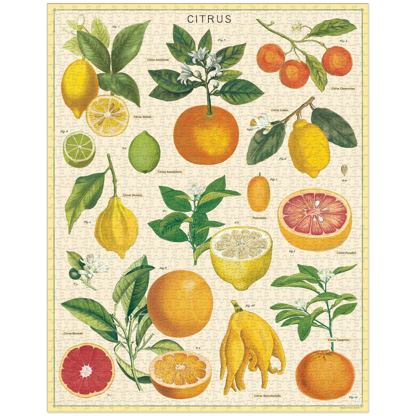 
                  
                    Cavallini & Co. 1000 Piece Puzzle - Citrus
                  
                