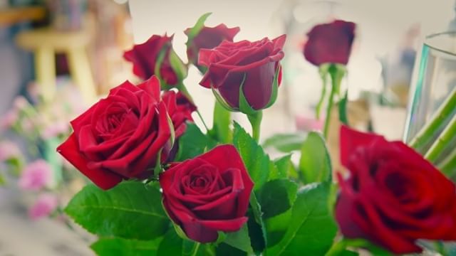 Picture of six velvety red Tasmanian roses