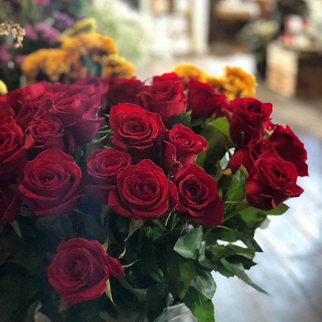 Picture of beautiful long stemmed red roses 