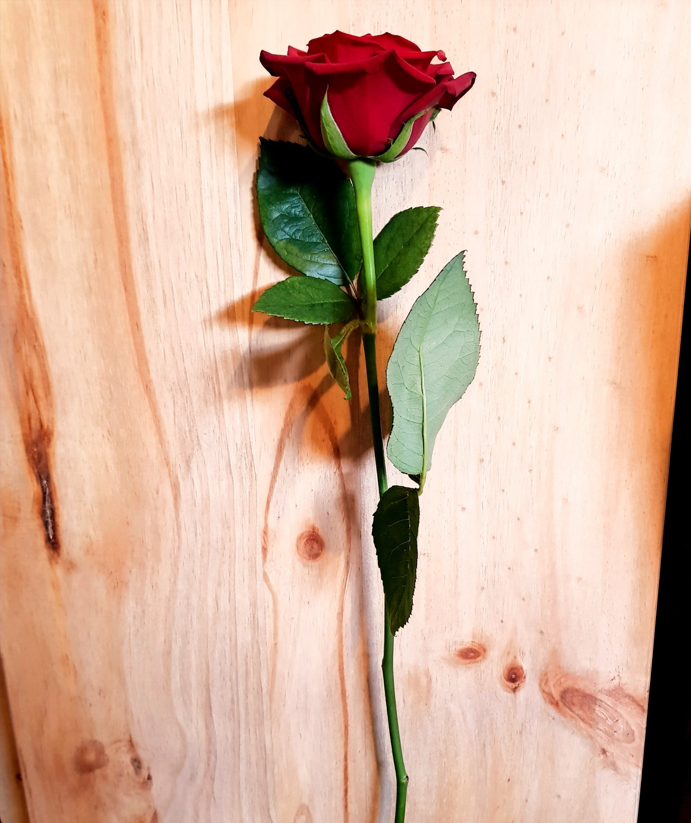 Seasonal Florals – Found in Earth - Deloraine Floristry