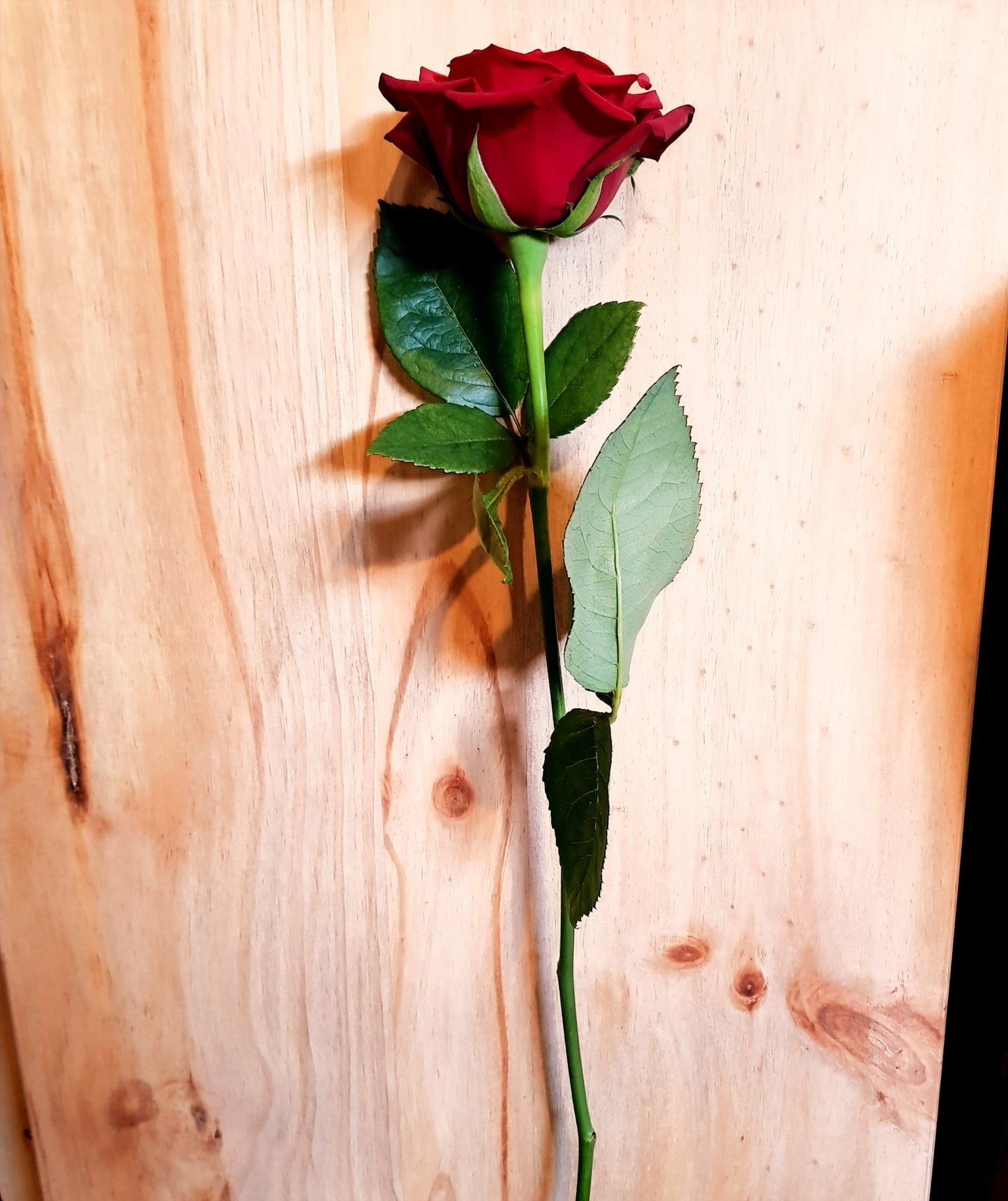 Picture of beautiful red rose with long stem laying on wood