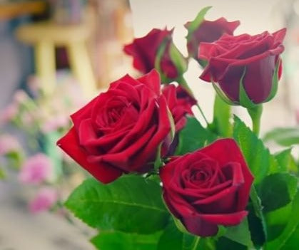 Picture of group of red roses with green foliage